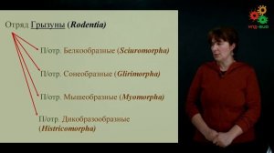 Зоология позвоночных. Разнообразие млекопитающих (Литвинова Е. М.)