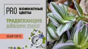 Традесканция Айвори Хилл. Обзор сорта. Комнатное растение с необычным окрасом листьев.