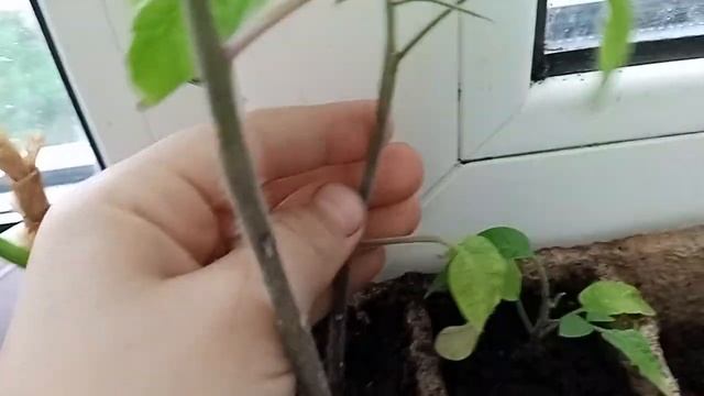 как у меня растут очень хорошие растения смотреть онлайн