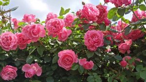 Восхитительная роза"Луис Одьер".