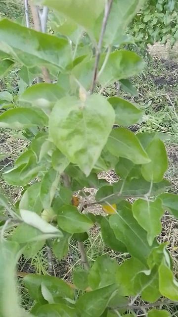 CrimeanFarmer - Плодовые крупномеры