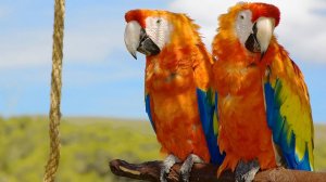 Попугаи для детей и взрослых! Пение попугая, звуки попугая. Волнистый попугай.