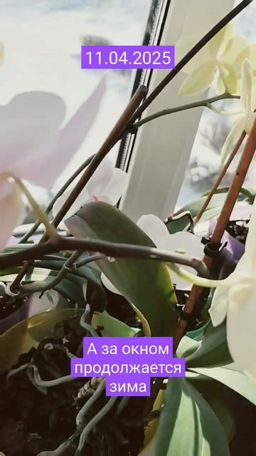 Мои орхидеи #орхидеи #дикий кот #мария_мазурова смотреть онлайн