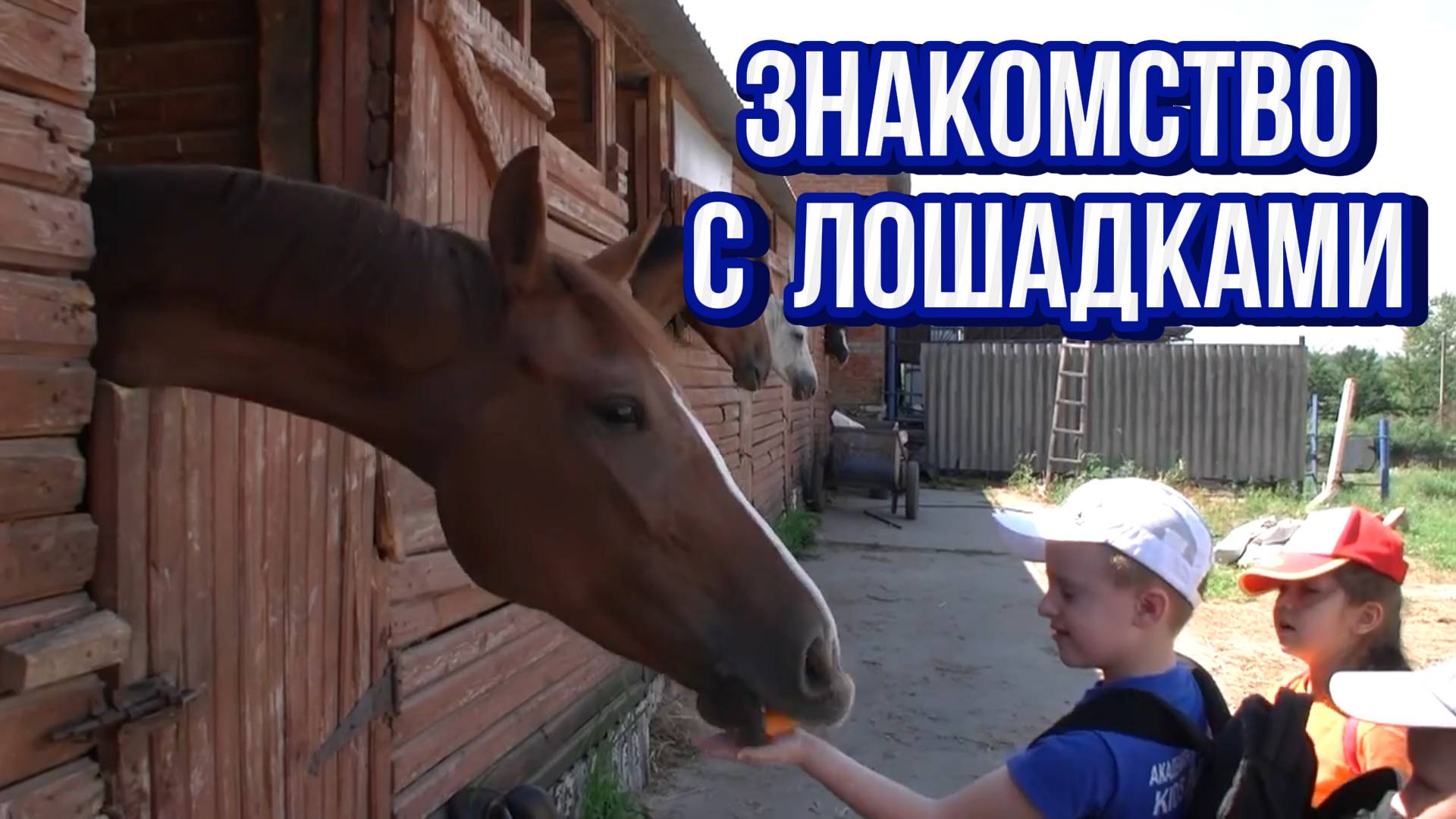 ЛОШАДЬ 🐴 Увлекательная экскурсия на конеферму для детей смотреть онлайн
