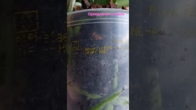 Захватывает дух, орхидея Сердцебиение, мутация по фор? смотреть онлайн