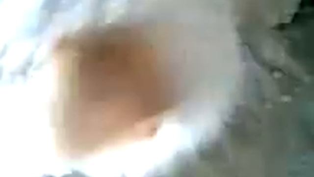 Шарик лежит!