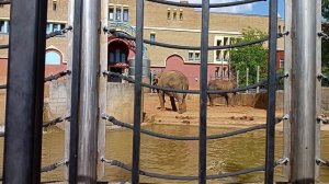 Московский зоопарк. Слоны обсыпаются землёй, чтобы защитить кожу от насекомых и жаркого солнца