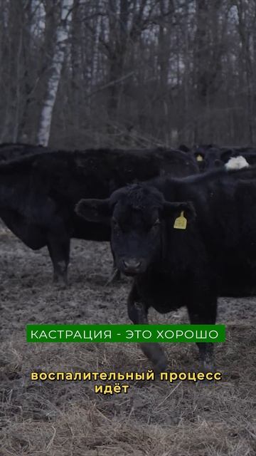 Почему кастрировать быков на ферме ОБЯЗАТЕЛЬНО? смотреть онлайн