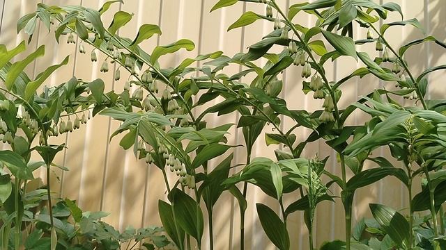 Вариегатная Купена не развивается 4 года, всего один побег. смотреть онлайн