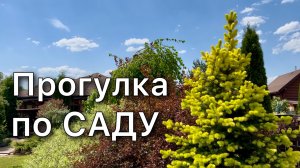 Обзор растений с названиями. Рододендроны. Сирень. Хвойные. Многолетники. Работы в саду