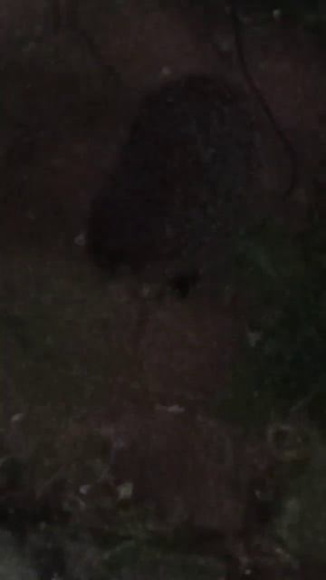 картофель, ежик смотреть онлайн