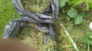 ЧЕМ ПОДКОРМИТЬ КЛУБНИКУ ВО ВРЕМЯ ЦВЕТЕНИЯ, ДЛЯ НАЛИВА КРУПНОЙ И СЛАДКОЙ КЛУБНИКИ!