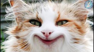 Приколы! Смешные коты - Самые смешные животные !