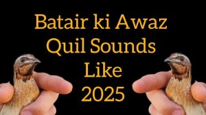 Садои бедона мода Madi Batair Ki Kirak Female Quail Sounds مادی بٹیر کی آ