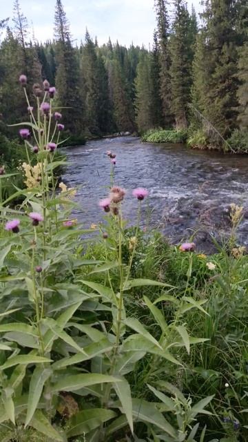 Река Джебь, Красноярский край #река#джебь#мост#красноя смотреть онлайн