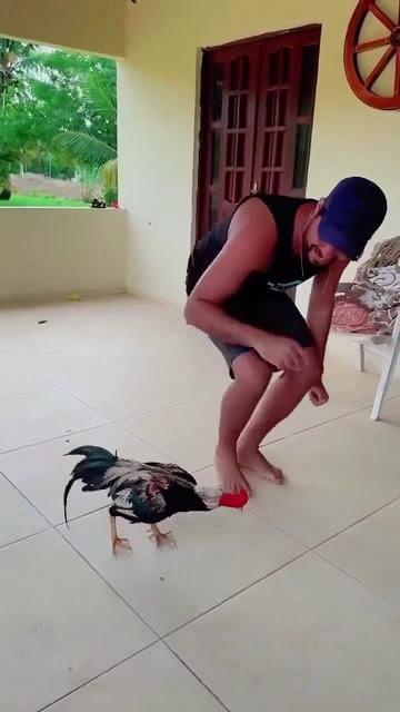 Как??? Петух и лунная походка Майкла Джексона. смотреть онлайн