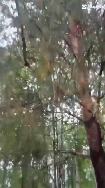 Наш райский уголок. Дача на Севере - Сургут смотреть онлайн