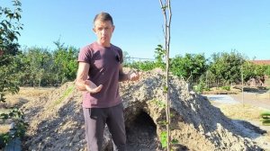 Как посадить хурму?