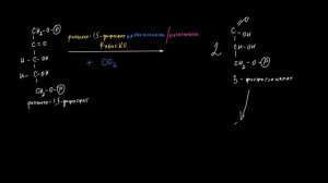 Фотосинтез
