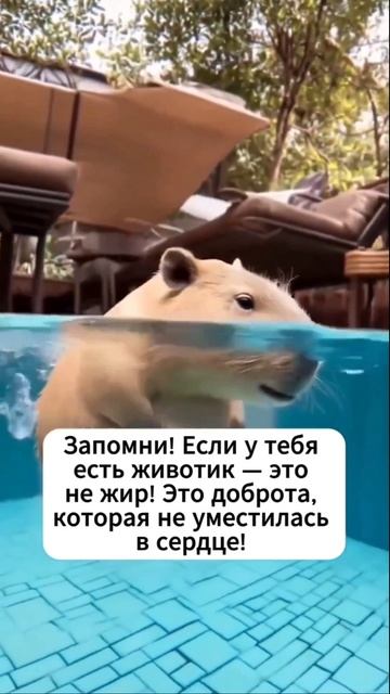 Милаш бобр. Запомни,а то забудешь)