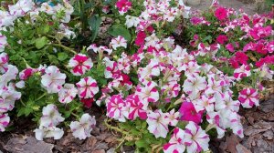 5 однолетников которые сажаю каждый сезон
Сад Надежды