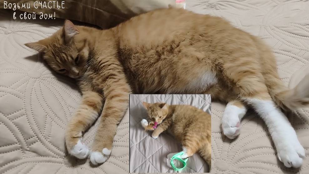 Игрушка для кота. Новая игрушка для кота. #коты #кошка 😻 смотреть онлайн