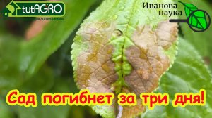 Всех касается! ЭТА ЗАРАЗА УБЬЕТ САД ЗА ТРИ ДНЯ, если не использовать это простое аптечное средство.