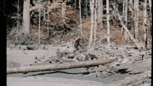 Йети (Бигфут) Паттерсона-Гимлина стабилизированная версия (1967)