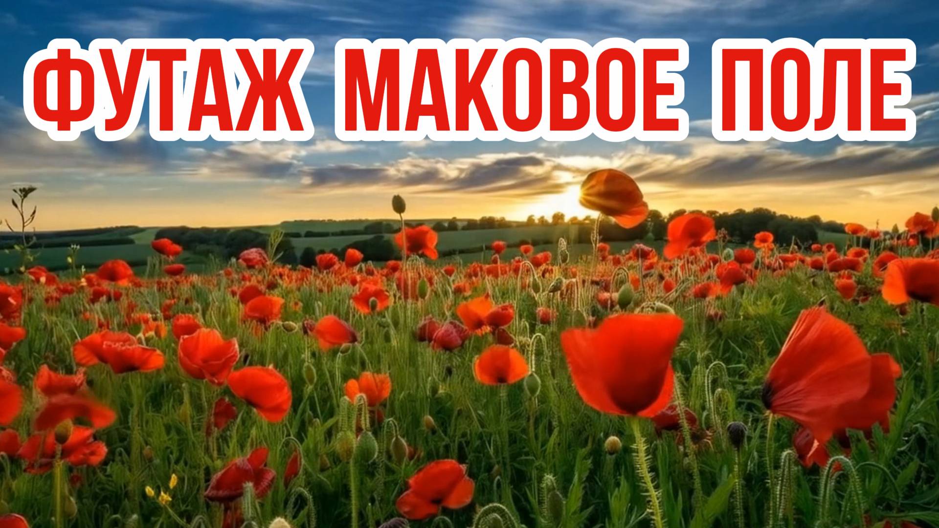 Маки, поле красных маков / Футаж смотреть онлайн