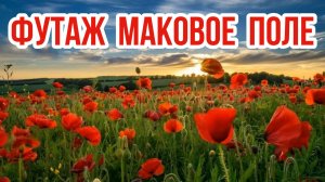 Маки, поле красных маков / Футаж