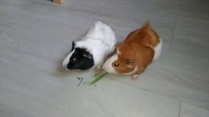 Катя устроила ЧЕЛЛЕНДЖ МОРСКИХ СВИНОК / Pretty Katy Queen