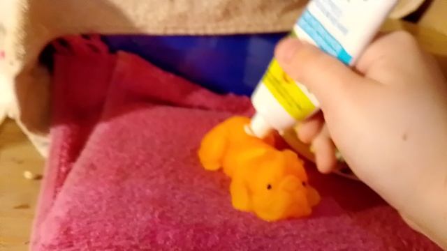 новая собачка!