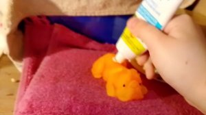 новая собачка!