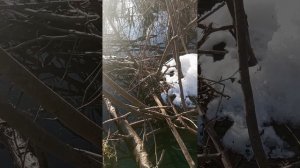 Охота на бобра.Охота петлями