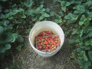 Клубника сад огород