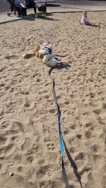 Макс.Танцы на песке.)) собаки те же дети. #кайфуй #жизньк смотреть онлайн