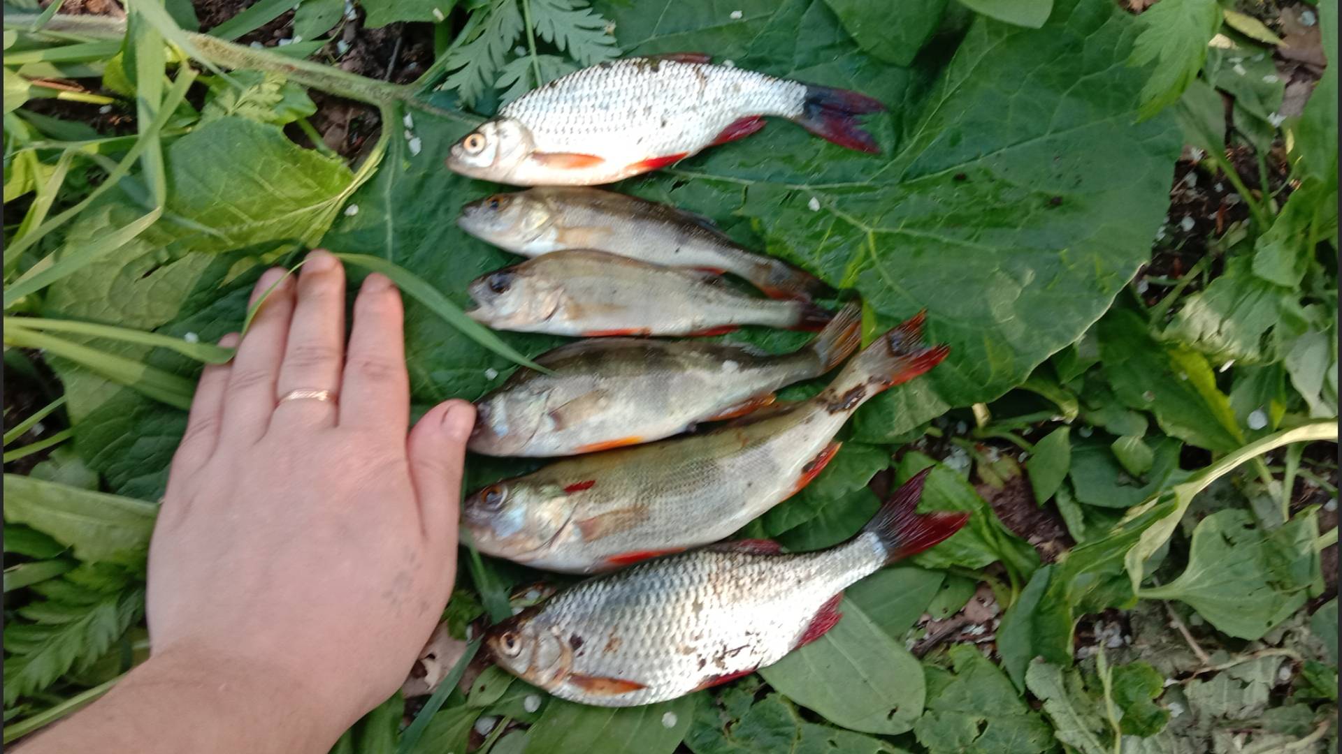 РЫБАЛКА МЫ СНОВА НА НОЛЬКЕ! РЕКА МАЛАЯ КОКШАГА! 17.05.2025 ГОДА! ВСЕ ЧАСТИ! #fishing #рыбалка смотреть онлайн