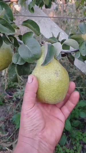 Груша Ноябрьская