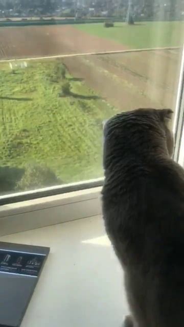 Голуби прилетели на подоконник смотреть онлайн