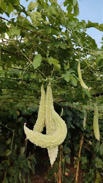 ИНДИЙСКИЙ ОГУРЕЦ МОМОРДИКА КАК РАСТЁТ И ЧТО ИЗ НЕГО ГО смотреть онлайн