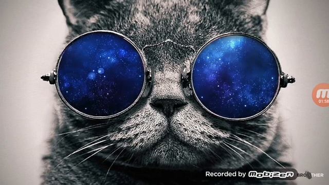 Крутая музыка кот в очках