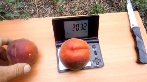 персик роял маджестик урожай 2019 г.