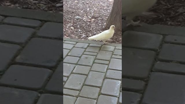 ЧУДЕСА НА КАЖДОМ ШАГУ смотреть онлайн