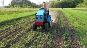 МТ классика. Междурядная прополка картофеля 2025.