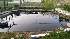 Пруд на участке. Вечерний пруд.