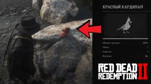 Где найти красного кардинала в Red Dead Redemption 2