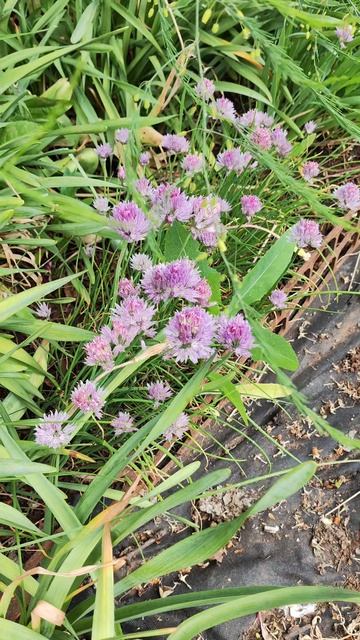 Пение соловья