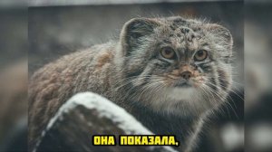 Раненый манул у порога: невероятная история бабушки