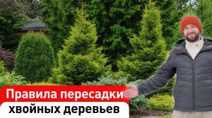 Правила пересадки хвойных деревьев. Денис Сафронов, Садовый Эксперт