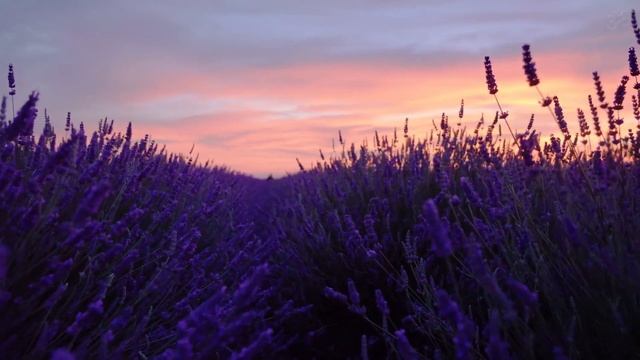 Ambient Chillout Music ⏐ Calm Down Relaxing Lounge⏐ Frаnk Воrеll Еntеr Тhе Light in Lavender Field